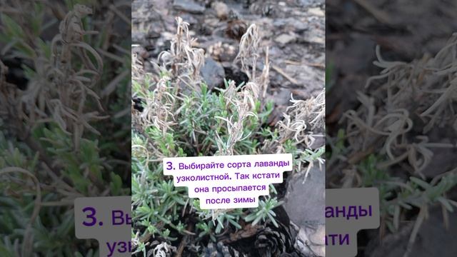 3 важных момента в выращивании лаванды🌱
