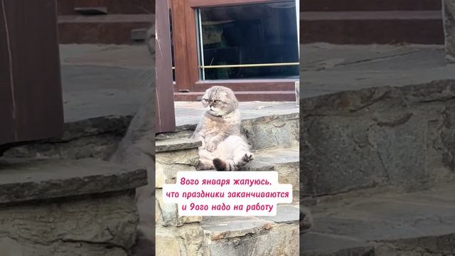 смешное видео