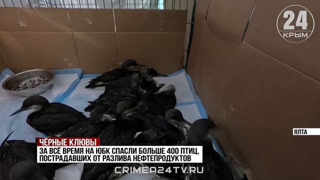 На Южнобережье спасают птиц, пострадавших от разлива мазута в Керченском проливе
