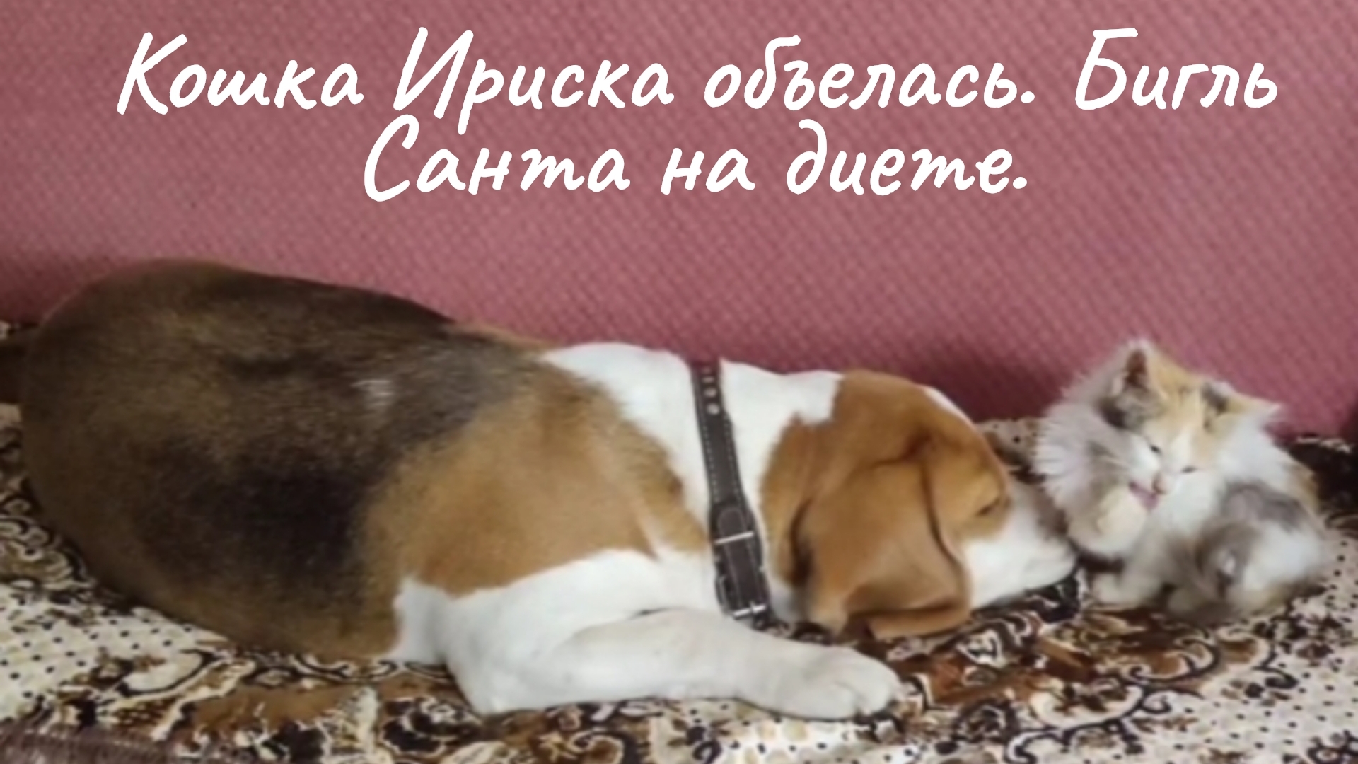 Правда и мифы о смешанном питании.
