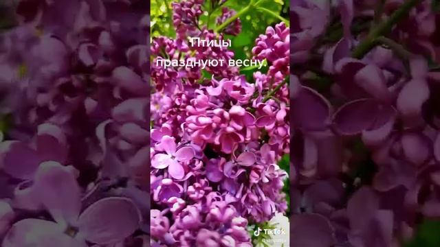 ТРЕЛИ СОЛОВЬЯ
