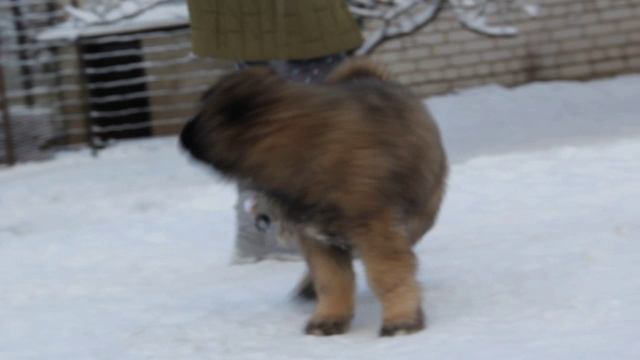 щенок кавказской овчарки мальчик - 2.5 мес 
кличка: Гордый Княжич Железный Воин - 4156