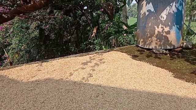 CARA MUDAH MEMBUAT ARANG SEKAM DENGAN LANCAR