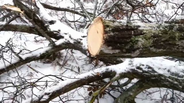Заготовка Липы. Обледенение. Исчезнувшая деревня