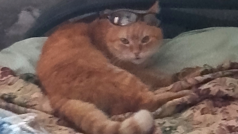 новое