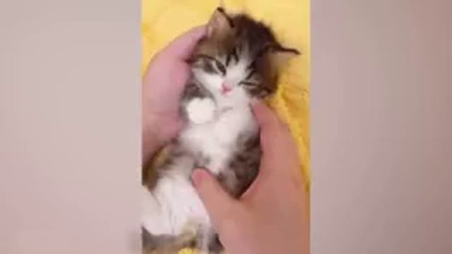 🐈