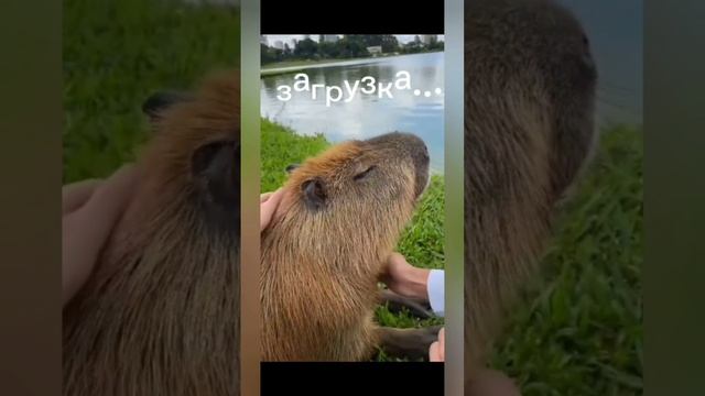 Открытие яиц капибары часть 2 глава 2