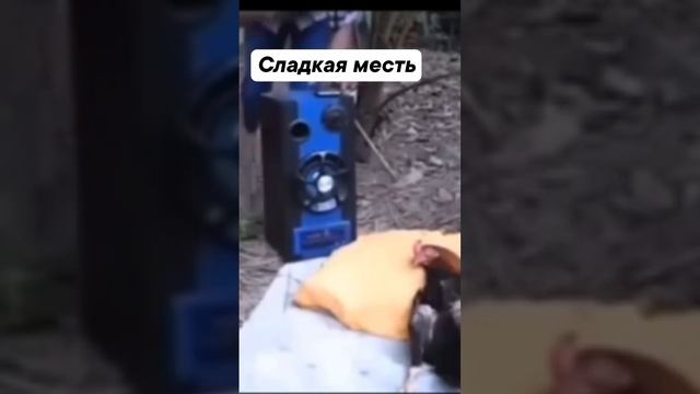 Месть петуху