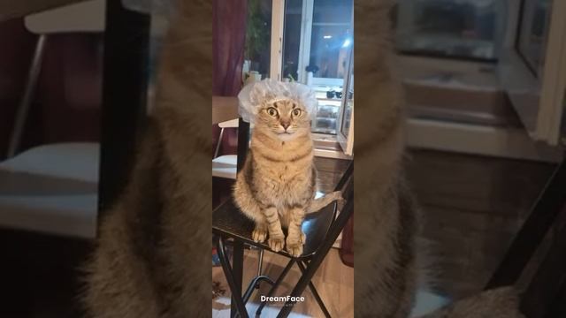 мой кот поёт