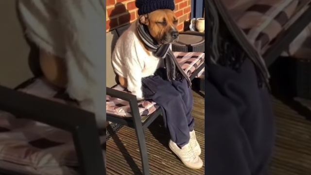 Мой Попрошайка)))