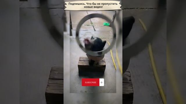 Поросенок крутит круг