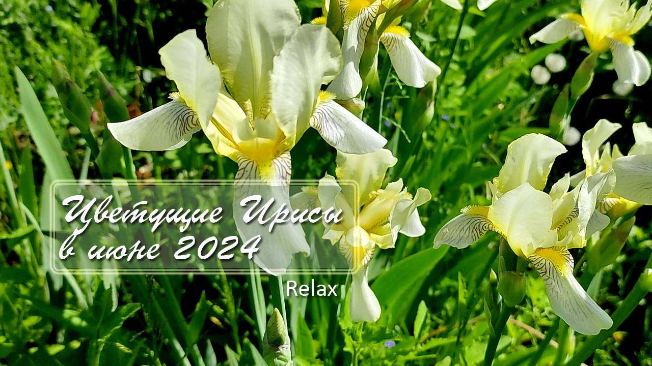 Июнь 2024 Дачная хроника. Ирисы  цветут / Relax / Дача как есть