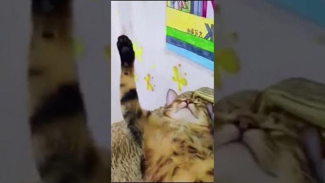 Подборка забавных котов #2