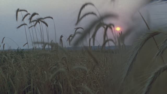 «… и будут двое одна плоть !!!» ( Мф. 19:5 )
Татьяна Перепелкина ( Лютикова )