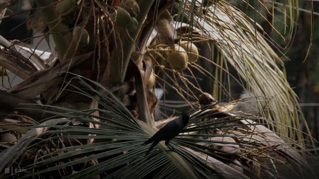 Raven ft. Karukara | Avial