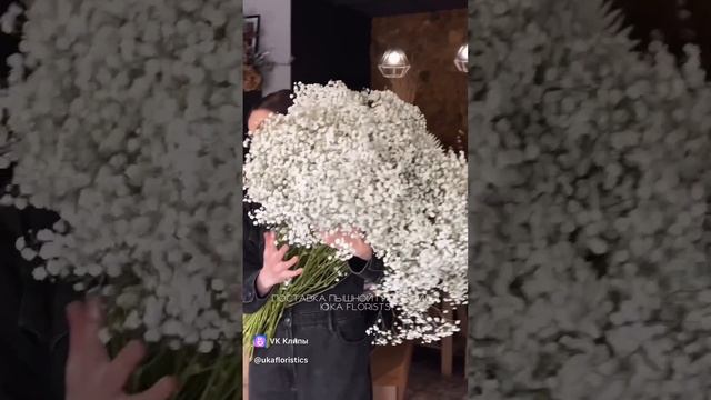 Доставка Гипсофилы белой #доставкацветов