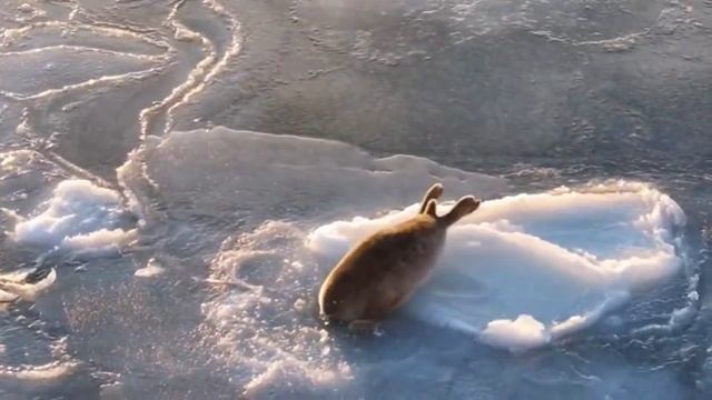 Малютка тюлень напугался дрона и попытался смыться в прорубь.