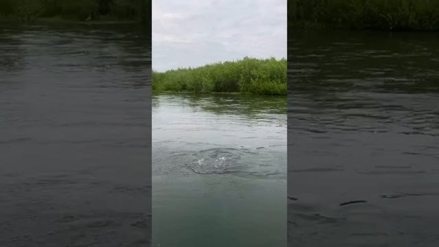 Рыбалка на чавычу Ловим чавычу с берега базы #чавыча #рыбалканачавычу #рыбалканакамчатке