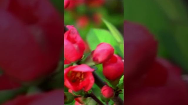 Айва. Дмитрий Шлапак