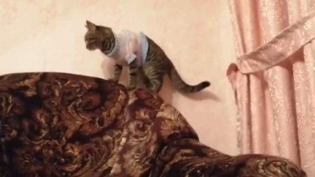 Кошка офигела от новой кофты и раскорячилась от счастья.