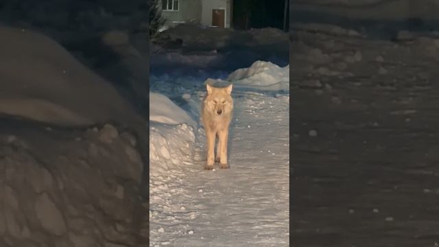 Волки на улицах города