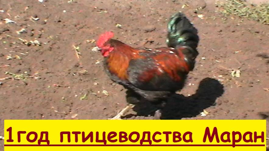 Наглость  индюка