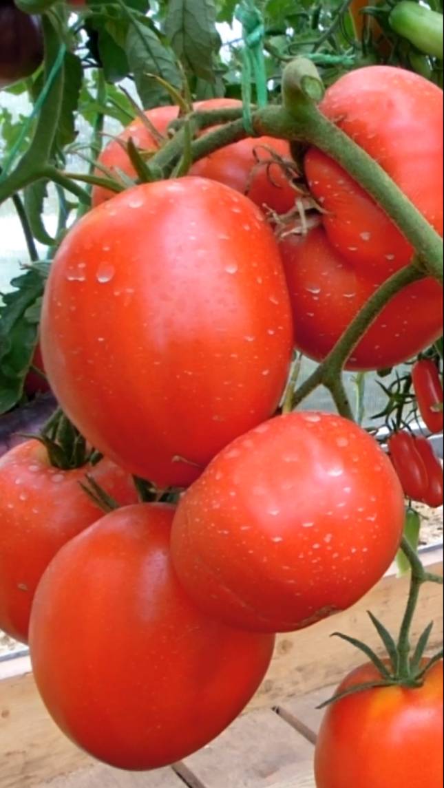 🍅Томат ЗНАМЕНИТАЯ КЛУБНИКА МИССИС ШЛАУБАХ! #short #томаты #советы