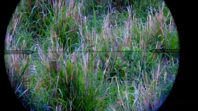 Pheasant Hunting With FX Panthera .25 600 MM