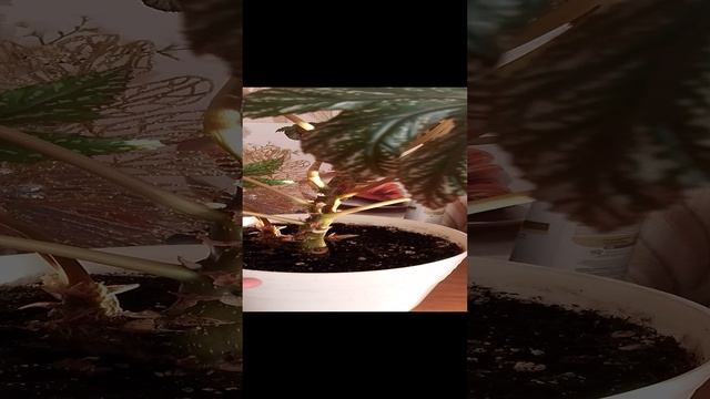 Бегония зацвела! Сорт королевская "Грифон"