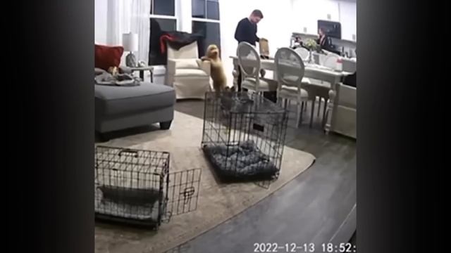 Лучшие забавные животные за месяц😺🐶 Лучшее видео о кошках и собаках😺🐶