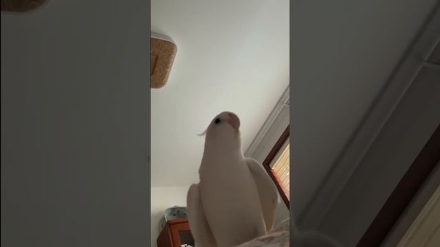 Думала что это будильник