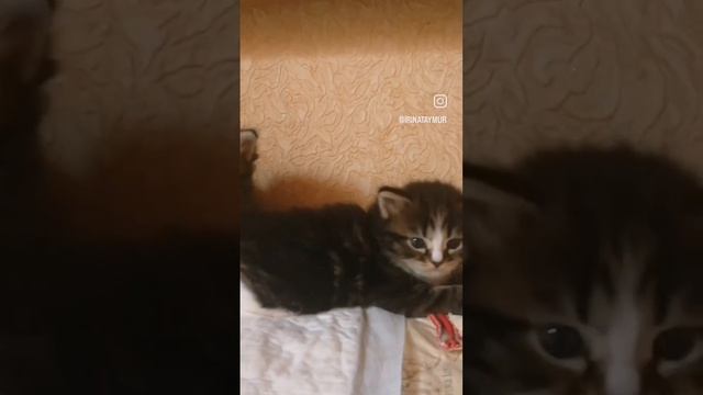 сибирские котята. возраст 1 месяц. питомник Taymur.