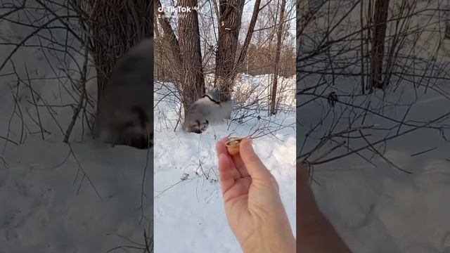 Новый персонаж. Поползень.