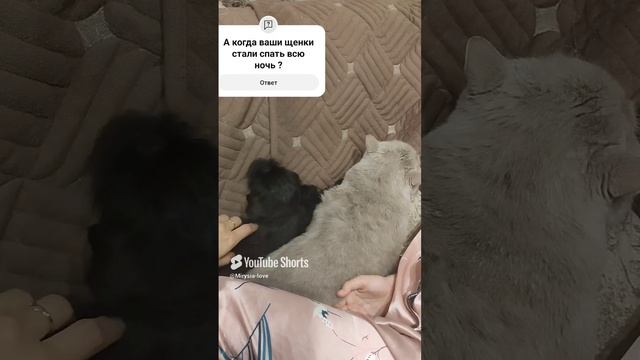 бельгийский гриффон Мирочка "в тесноте да не в обиде "