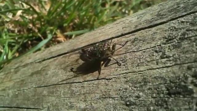 Summer Cicadas in Kelburn 1 of 2