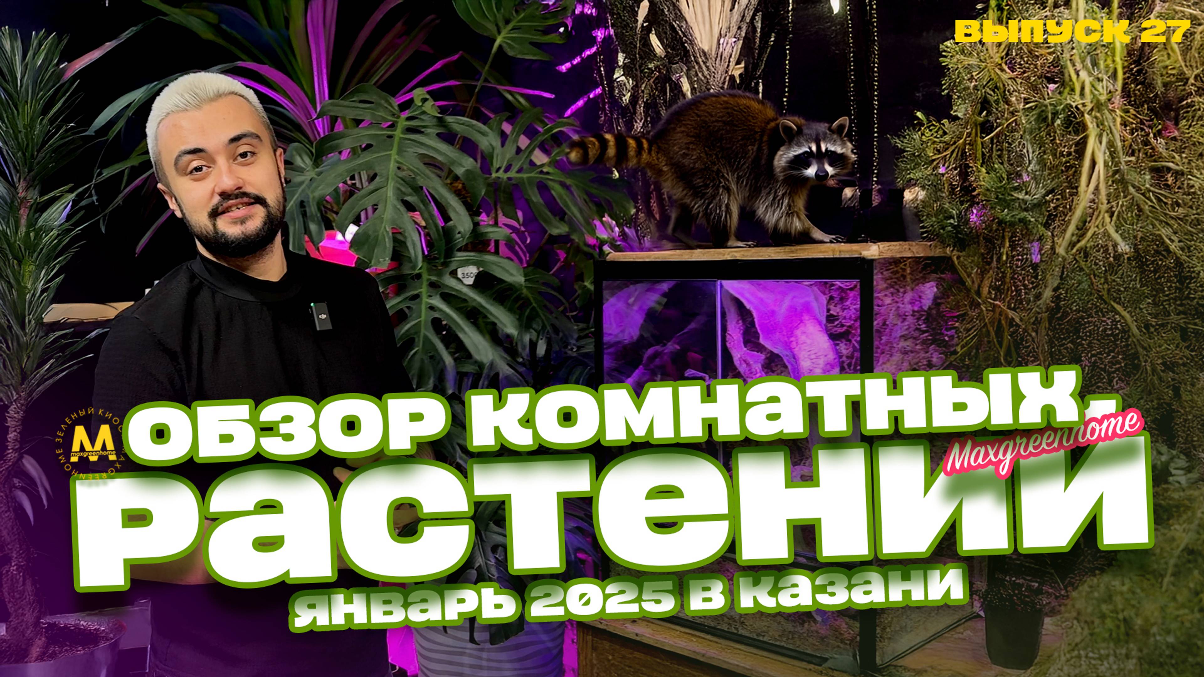Обзор. Комнатные/горшечные растения и букеты в Казани. Выпуск 27.