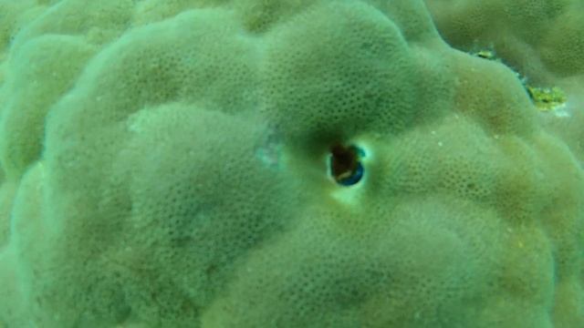 christmas tree worm
