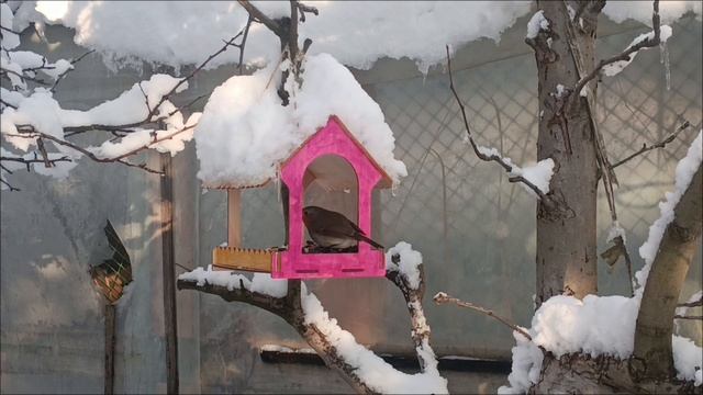 Синичка и снегирь делят завтрак