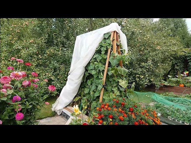 Вертикальная опора для огурцов.