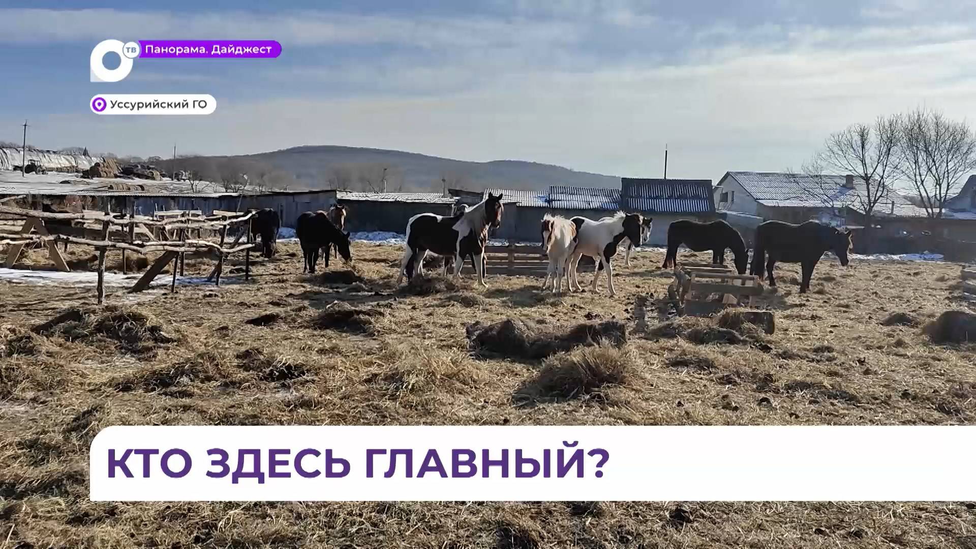 Полосатая кошка держит в страхе приморское село Яконовка