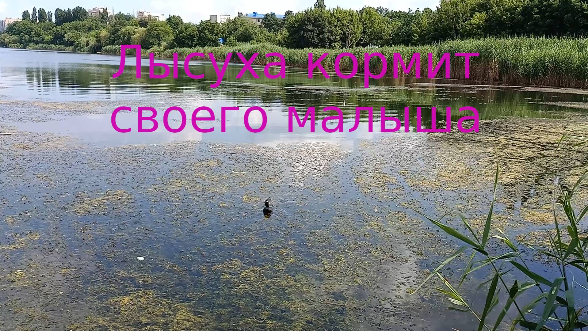 Лысуха кормит своего малыша