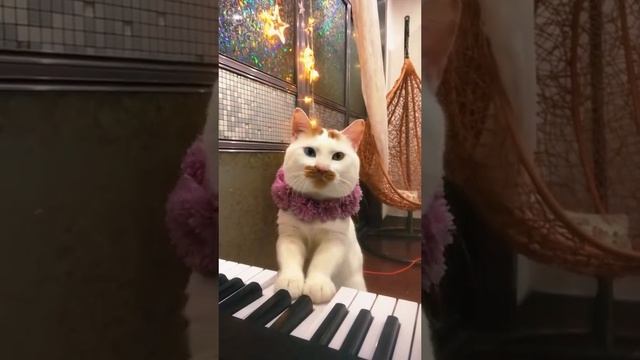 Музыкальная кошка