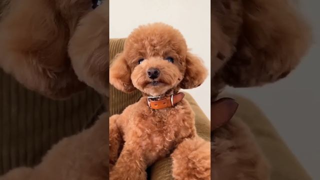 Aunts like this cute little Teddy  Dog Teddy finds new home and new owner Cute pet daily life