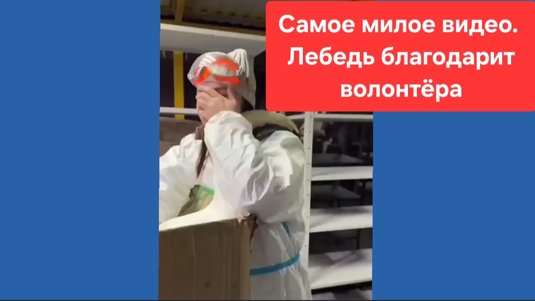 Птица сама вышла к людям из мазута
