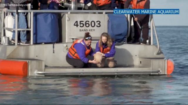 ‘A return home’: Winter the Dolphin’s ashes released into Gulf of Mexico