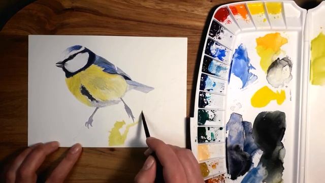 Painting a blue tit in WATERCOLOUR /// Realistic painting timelapse