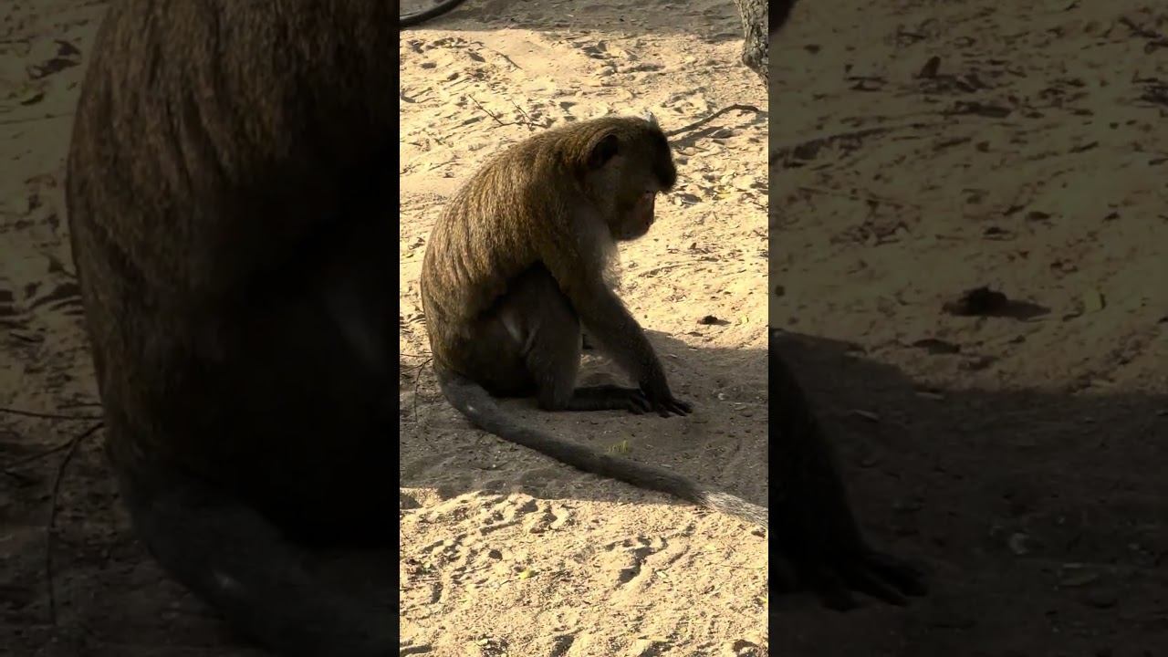 Beach monkeys, Pattaya Thailand