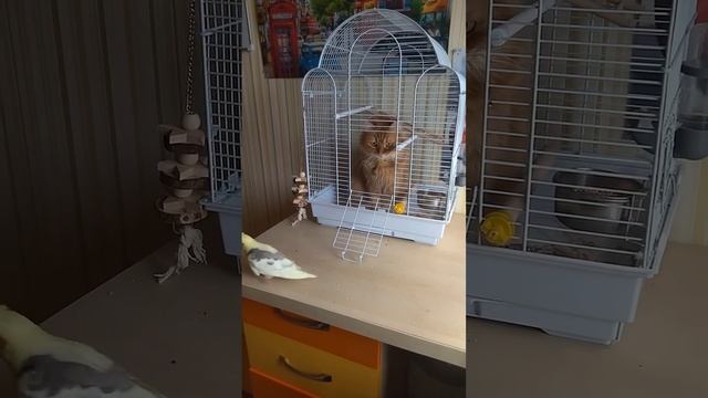Рыжий🐱🐱 рейдерский захват