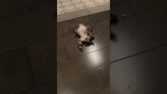 смешные животные.