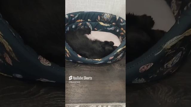 бельгийский гриффона Мирочка